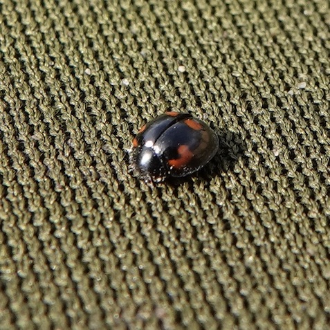 pine ladybird